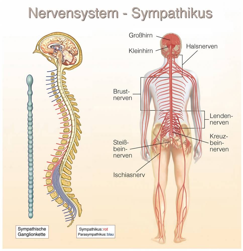 Sympathikus und Parasympathikus in unserem Nervensystem - Wie lässt sich der Parasympathikus aktivieren, anregen, stärken? (© Henrie / Fotolia)