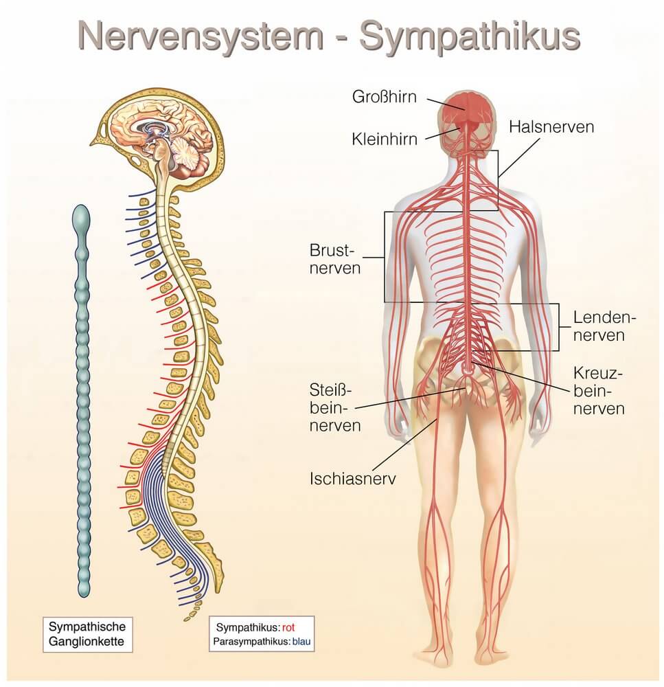 Parasympathikus Seine Rolle Im Kontext Von Stress Und Entspannung